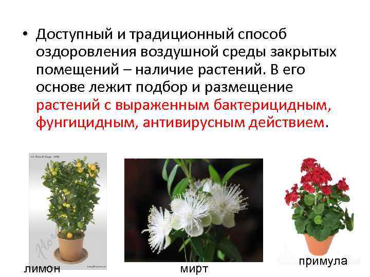  • Доступный и традиционный способ оздоровления воздушной среды закрытых помещений – наличие растений.