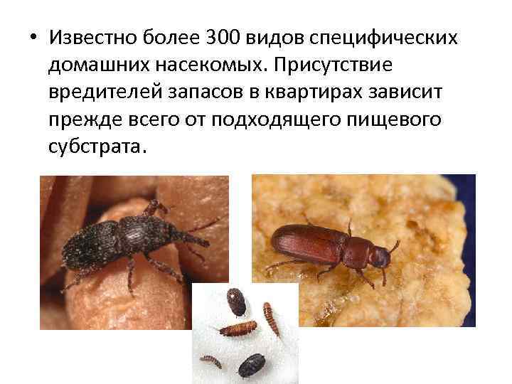  • Известно более 300 видов специфических домашних насекомых. Присутствие вредителей запасов в квартирах