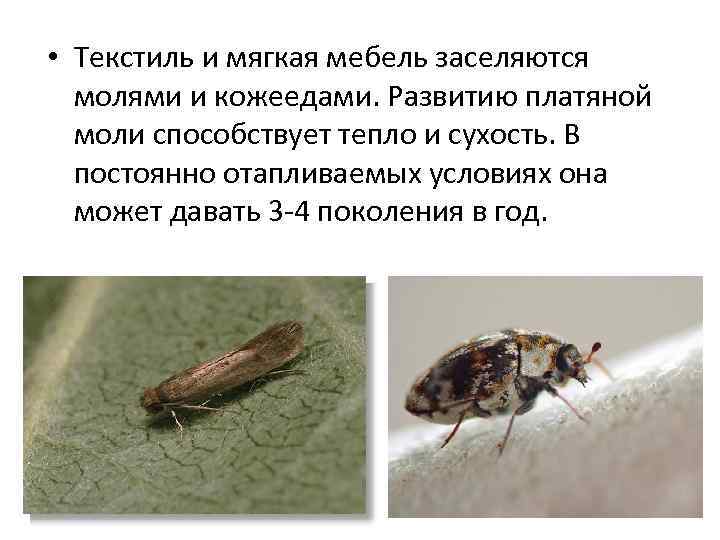  • Текстиль и мягкая мебель заселяются молями и кожеедами. Развитию платяной моли способствует