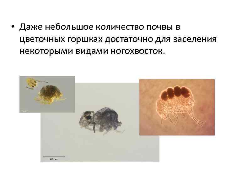  • Даже небольшое количество почвы в цветочных горшках достаточно для заселения некоторыми видами
