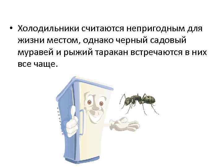  • Холодильники считаются непригодным для жизни местом, однако черный садовый муравей и рыжий