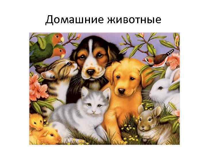 Домашние животные 