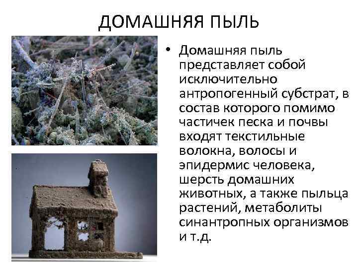 ДОМАШНЯЯ ПЫЛЬ • Домашняя пыль представляет собой исключительно антропогенный субстрат, в состав которого помимо