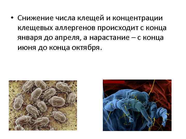  • Снижение числа клещей и концентрации клещевых аллергенов происходит с конца января до