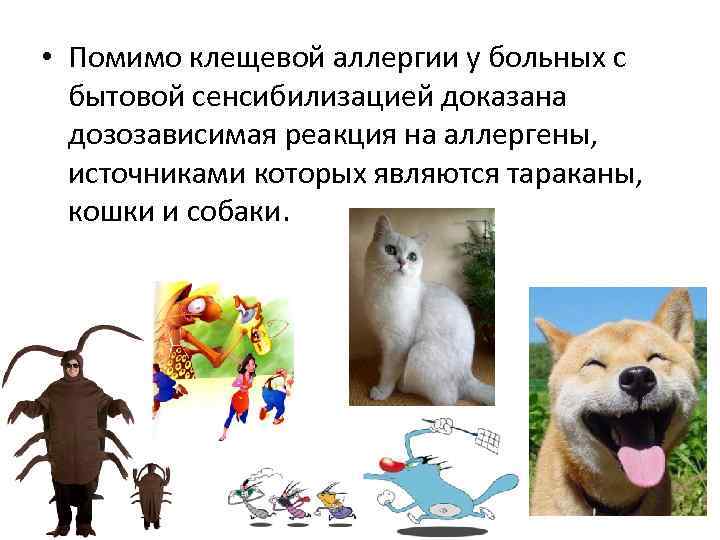  • Помимо клещевой аллергии у больных с бытовой сенсибилизацией доказана дозозависимая реакция на