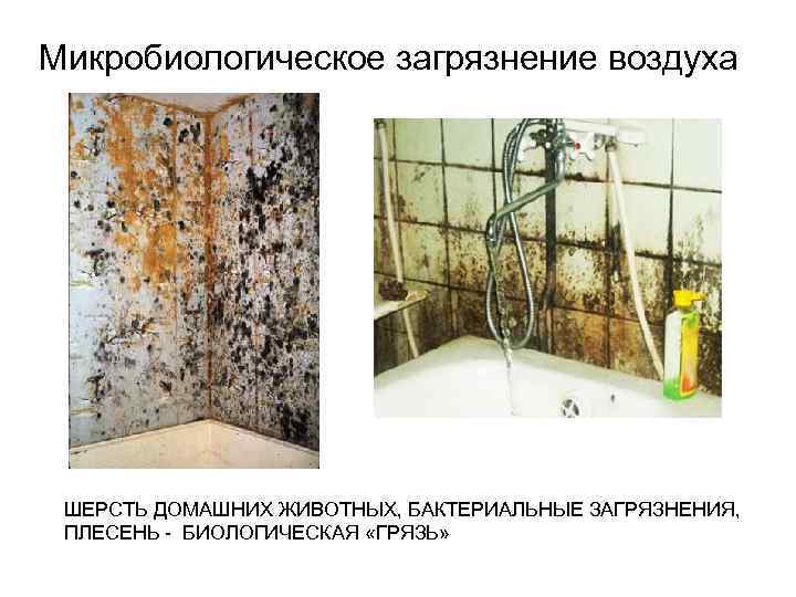 Микробиологическое загрязнение воздуха ШЕРСТЬ ДОМАШНИХ ЖИВОТНЫХ, БАКТЕРИАЛЬНЫЕ ЗАГРЯЗНЕНИЯ, ПЛЕСЕНЬ - БИОЛОГИЧЕСКАЯ «ГРЯЗЬ» 