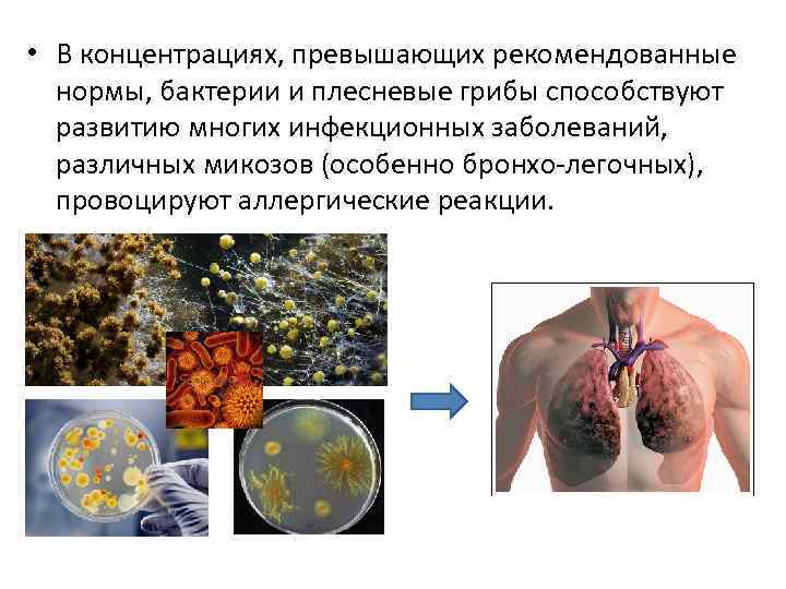 • В концентрациях, превышающих рекомендованные нормы, бактерии и плесневые грибы способствуют развитию многих