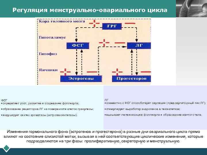 Схема регуляции менструационного цикла