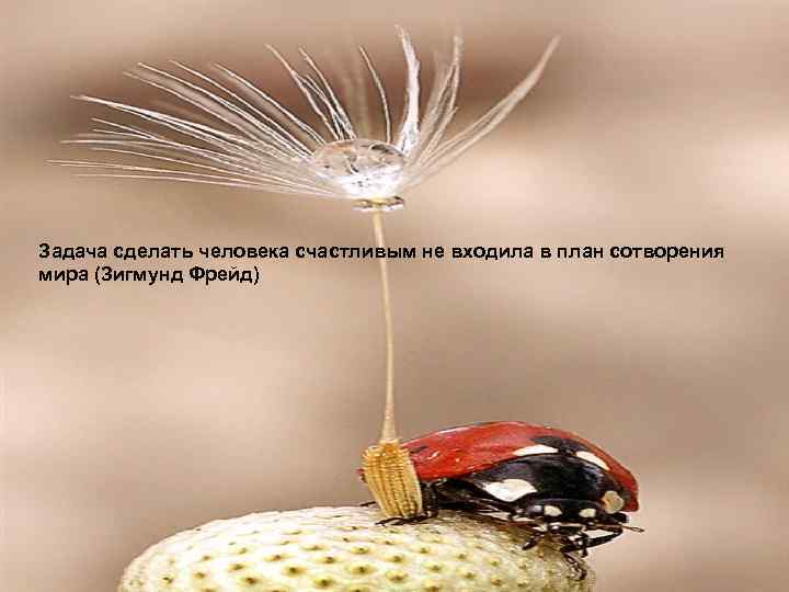 LOGO Задача сделать человека счастливым не входила в план сотворения мира (Зигмунд Фрейд) www.