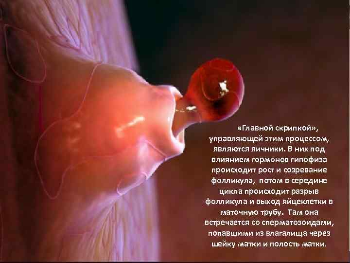 LOGO «Главной скрипкой» , управляющей этим процессом, являются яичники. В них под влиянием гормонов