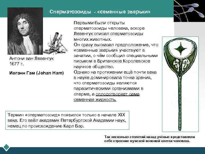 Сперматозоиды - «семенные зверьки» Антони ван Левенгук 1677 г. Иоганн Гам (Johan Ham) LOGO