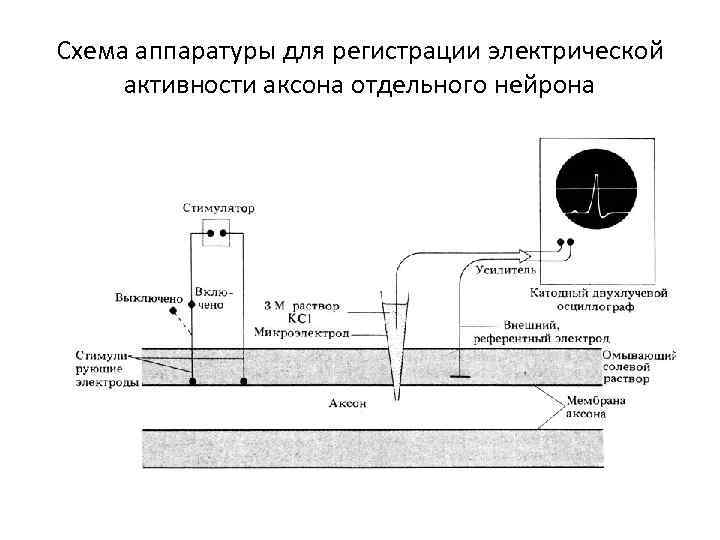 Схема аппаратуры для регистрации электрической активности аксона отдельного нейрона 
