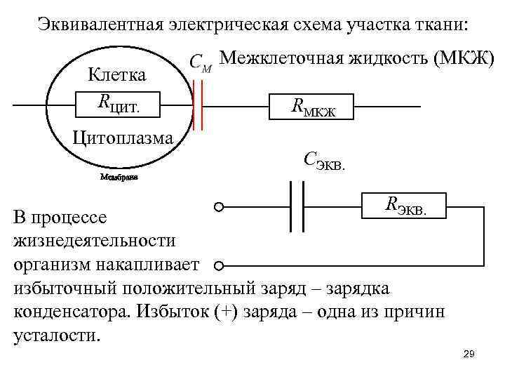 Избыток заряда. Эквивалентная электрическая схема биологических тканей. Эквивалентной электрической схемой живой биологической ткани. Эквивалентные электрические схемы биологических объектов. Эквивалентная электрическая схема живой ткани организма.