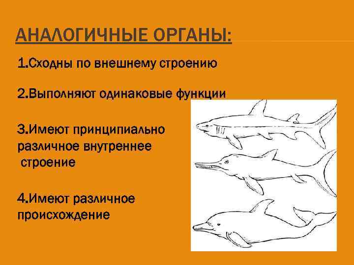 АНАЛОГИЧНЫЕ ОРГАНЫ: 1. Сходны по внешнему строению 2. Выполняют одинаковые функции 3. Имеют принципиально