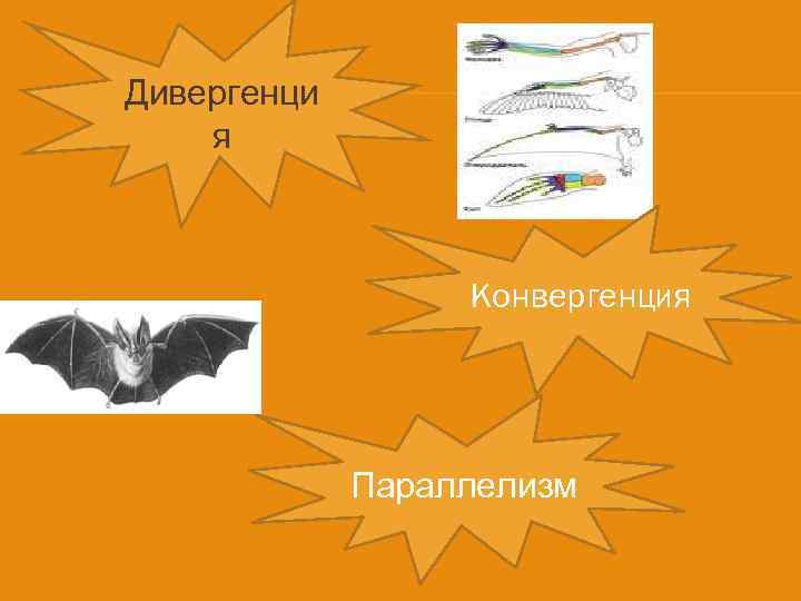 Дивергенци я Конвергенция Параллелизм 