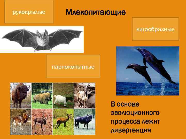 рукокрылые Млекопитающие китообразные парнокопытные В основе эволюционного процесса лежит дивергенция 