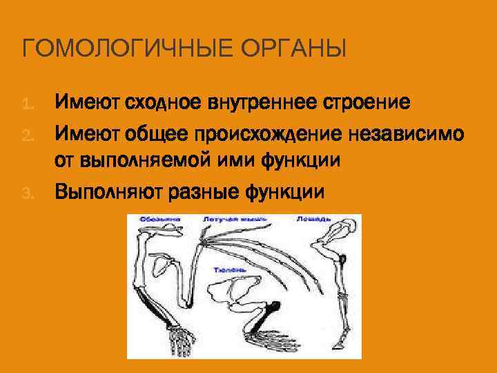 ГОМОЛОГИЧНЫЕ ОРГАНЫ 1. 2. 3. Имеют сходное внутреннее строение Имеют общее происхождение независимо от