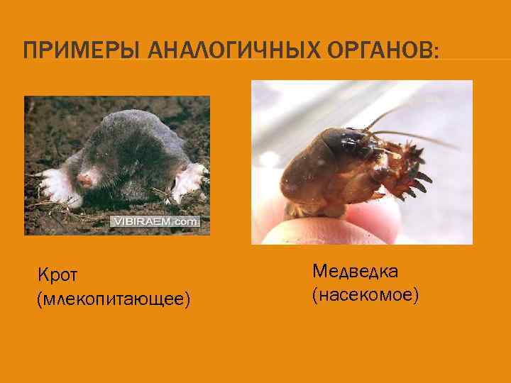 ПРИМЕРЫ АНАЛОГИЧНЫХ ОРГАНОВ: Крот (млекопитающее) Медведка (насекомое) 