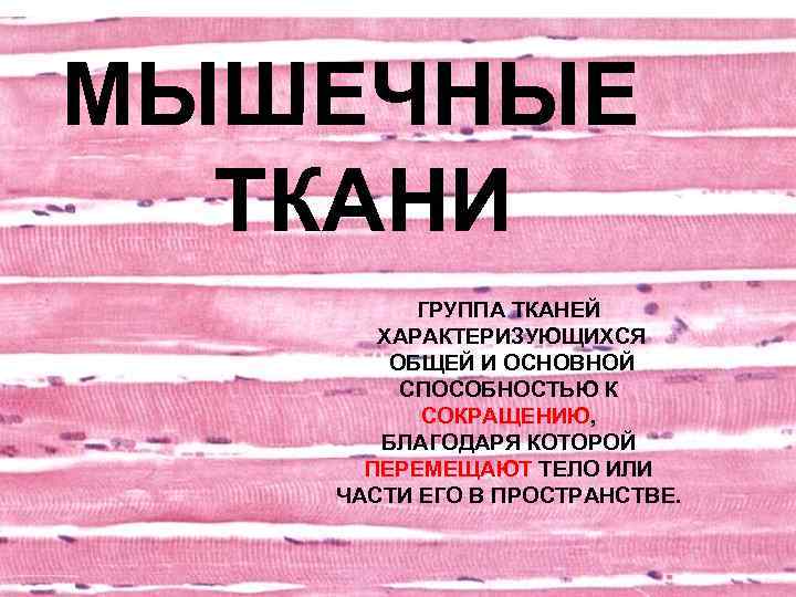 МЫШЕЧНЫЕ ТКАНИ ГРУППА ТКАНЕЙ ХАРАКТЕРИЗУЮЩИХСЯ ОБЩЕЙ И ОСНОВНОЙ СПОСОБНОСТЬЮ К СОКРАЩЕНИЮ, БЛАГОДАРЯ КОТОРОЙ ПЕРЕМЕЩАЮТ