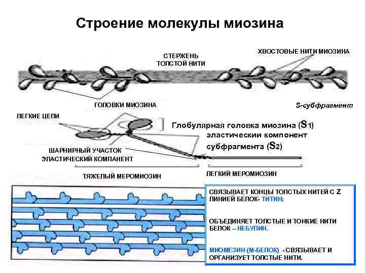 Строение молекулы миозина СТЕРЖЕНЬ ТОЛСТОЙ НИТИ ХВОСТОВЫЕ НИТИ МИОЗИНА ГОЛОВКИ МИОЗИНА S-субфрагмент ГОЛОВКИ ЛЕГКИЕ