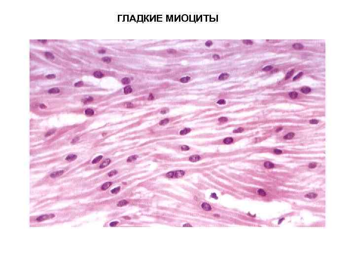 Мышечная ткань фото