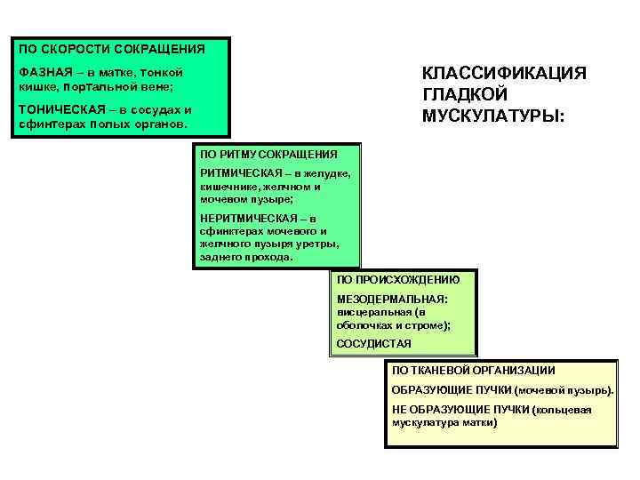 ПО СКОРОСТИ СОКРАЩЕНИЯ КЛАССИФИКАЦИЯ ГЛАДКОЙ МУСКУЛАТУРЫ: ФАЗНАЯ – в матке, тонкой кишке, портальной вене;