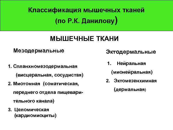 Классификация мышечных тканей (по Р. К. Данилову) МЫШЕЧНЫЕ ТКАНИ Мезодермальные 1. Спланхномезодермальная (висцеральная, сосудистая)