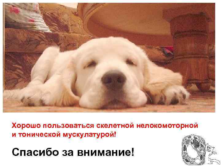 Хорошо пользоваться скелетной нелокомоторной и тонической мускулатурой! Спасибо за внимание! 