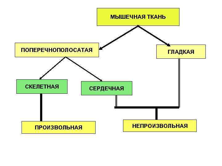 МЫШЕЧНАЯ ТКАНЬ ПОПЕРЕЧНОПОЛОСАТАЯ СКЕЛЕТНАЯ ПРОИЗВОЛЬНАЯ ГЛАДКАЯ СЕРДЕЧНАЯ НЕПРОИЗВОЛЬНАЯ 