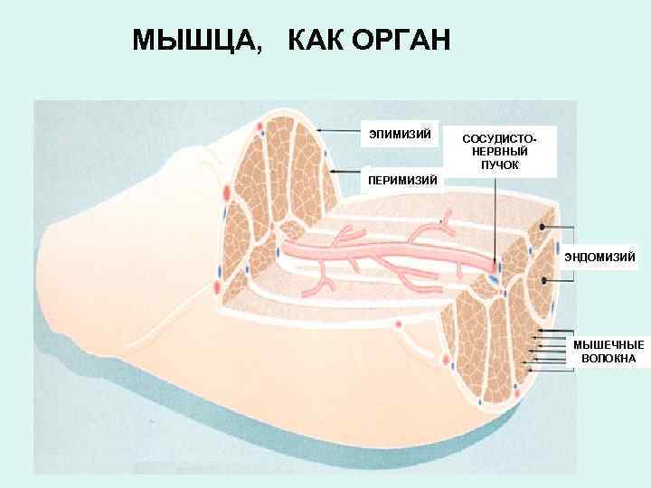МЫШЦА, КАК ОРГАН ЭПИМИЗИЙ СОСУДИСТОНЕРВНЫЙ ПУЧОК ПЕРИМИЗИЙ ЭНДОМИЗИЙ МЫШЕЧНЫЕ ВОЛОКНА 