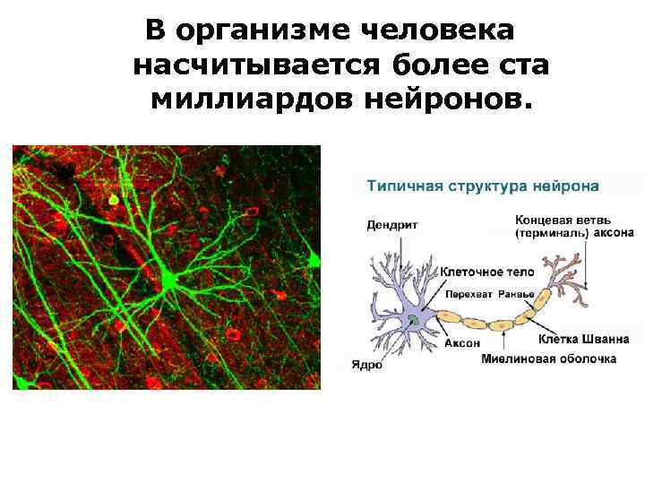 В организме человека насчитывается более ста миллиардов нейронов. 