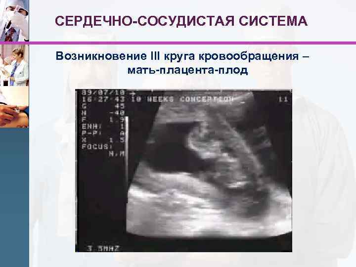 СЕРДЕЧНО-СОСУДИСТАЯ СИСТЕМА Возникновение III круга кровообращения – мать-плацента-плод 