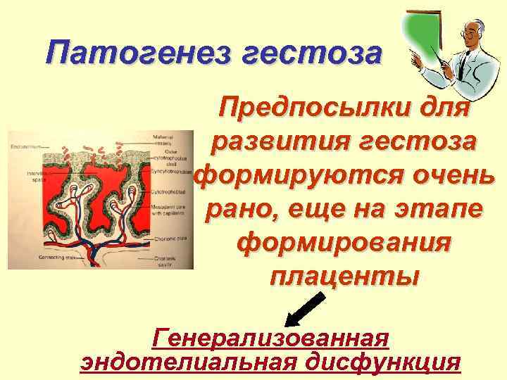 Патогенез гестоза Предпосылки для развития гестоза формируются очень рано, еще на этапе формирования плаценты