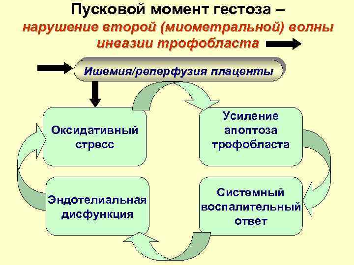 Пусковой момент гестоза – нарушение второй (миометральной) волны инвазии трофобласта Ишемия/реперфузия плаценты Оксидативный стресс