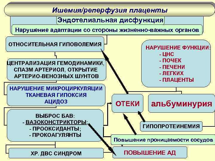 Ишемия/реперфузия плаценты Эндотелиальная дисфункция Нарушение адаптации со стороны жизненно-важных органов ОТНОСИТЕЛЬНАЯ ГИПОВОЛЕМИЯ НАРУШЕНИЕ ФУНКЦИИ: