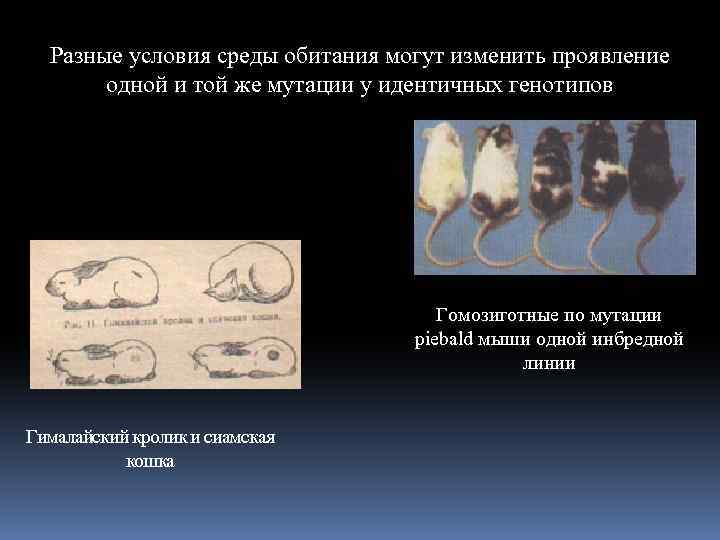Разные условия среды обитания могут изменить проявление одной и той же мутации у идентичных