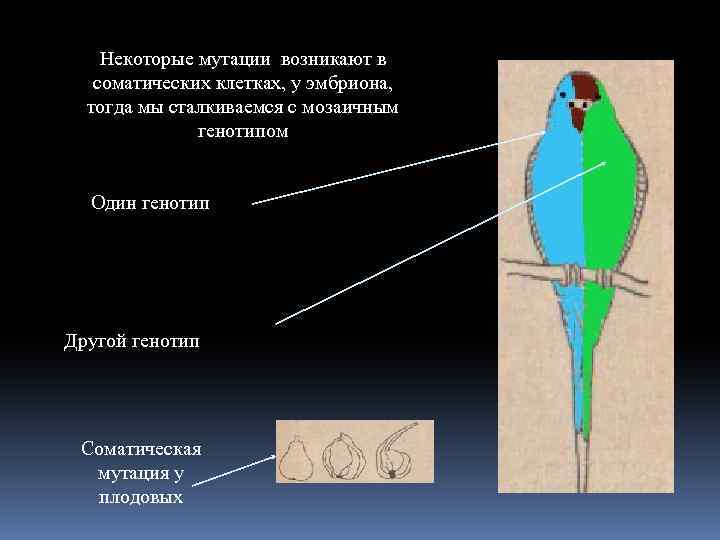 Соматические мутации возникают в клетках тела