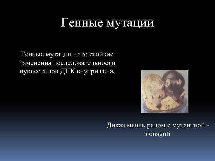 Генные мутации - это стойкие изменения последовательности нуклеотидов ДНК внутри гена. Дикая мышь рядом