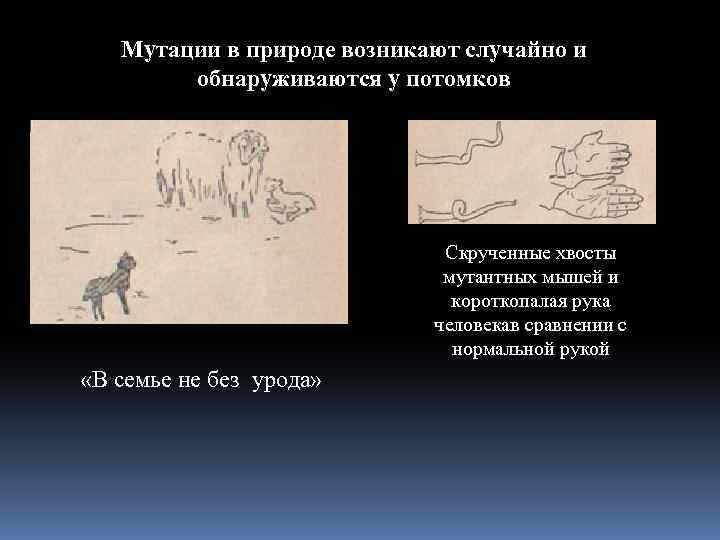 Мутации в природе возникают случайно и обнаруживаются у потомков Скрученные хвосты мутантных мышей и
