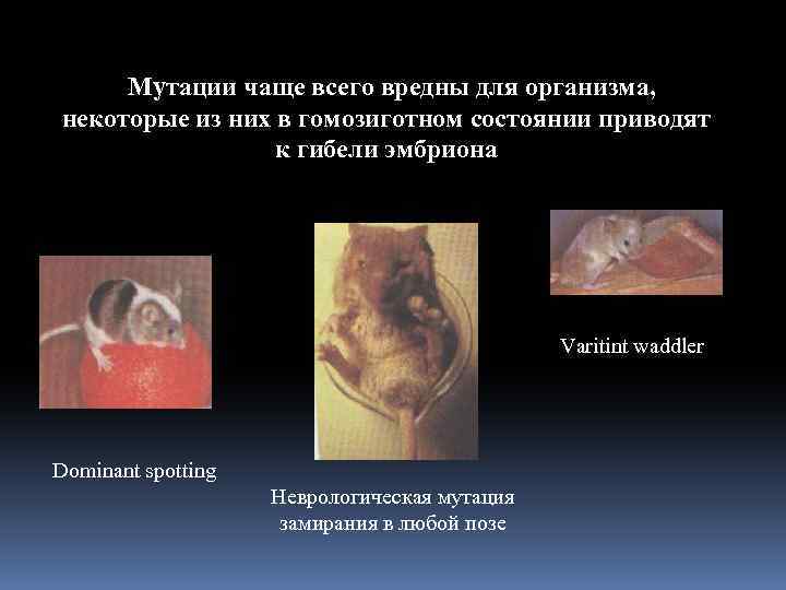 Мутации чаще всего вредны для организма, некоторые из них в гомозиготном состоянии приводят к