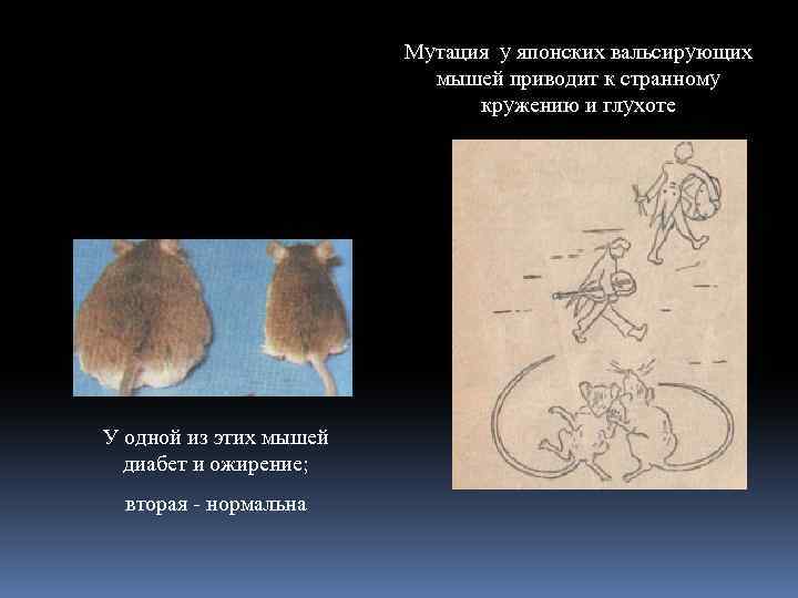 Мутация у японских вальсирующих мышей приводит к странному кружению и глухоте У одной из