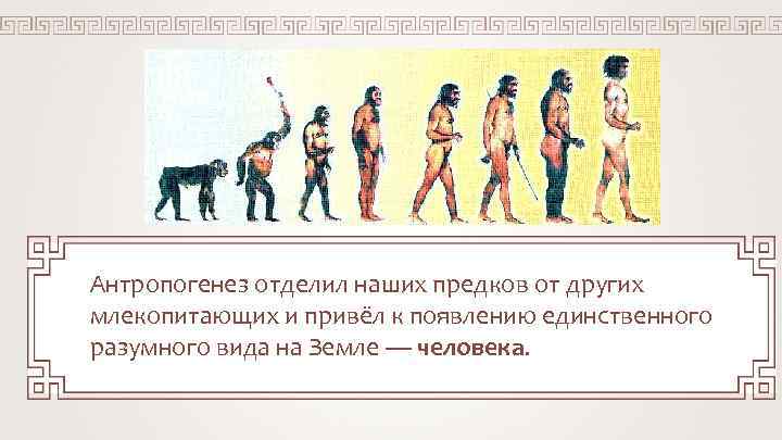 Антропогенез отделил наших предков от других млекопитающих и привёл к появлению единственного разумного вида