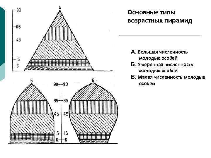 Половозрастная пирамида практическая работа 8 класс
