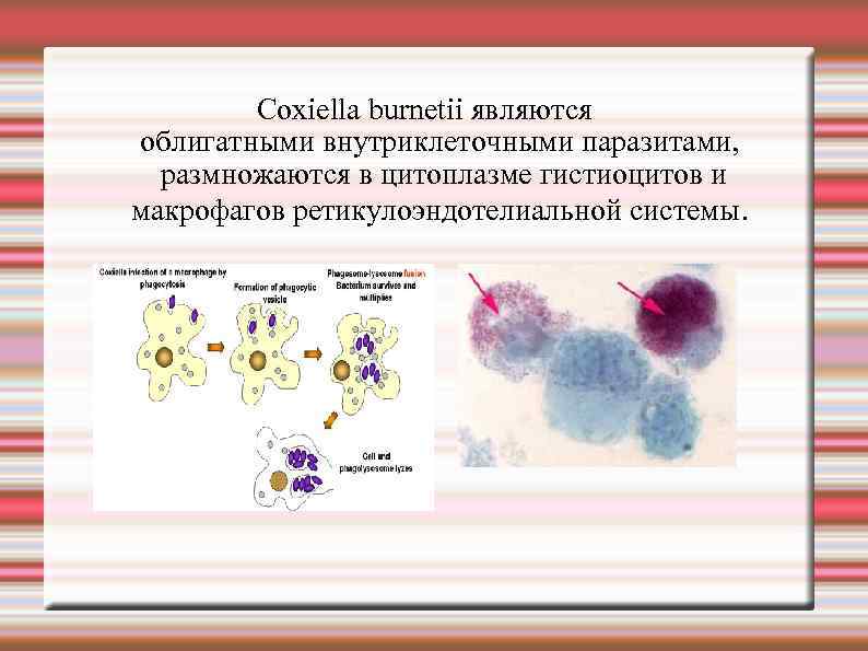 Сохiella burnetii являются облигатными внутриклеточными паразитами, размножаются в цитоплазме гистиоцитов и макрофагов ретикулоэндотелиальной системы.