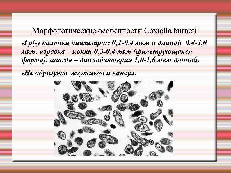 Морфологические особенности Сoxiella burnetii Гр(-) палочки диаметром 0, 2 -0, 4 мкм и длиной