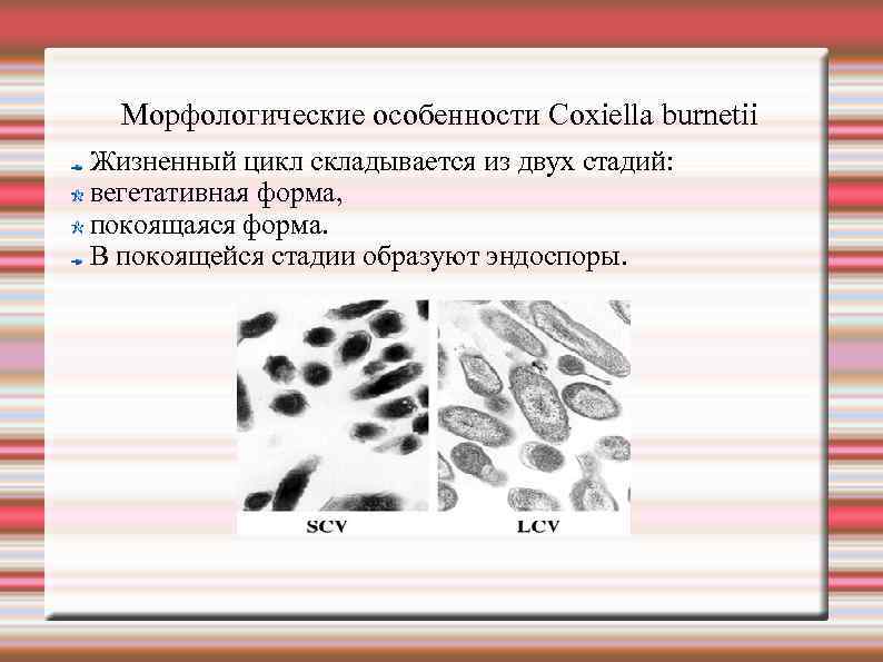 Морфологические особенности Сoxiella burnetii Жизненный цикл складывается из двух стадий: вегетативная форма, покоящаяся форма.
