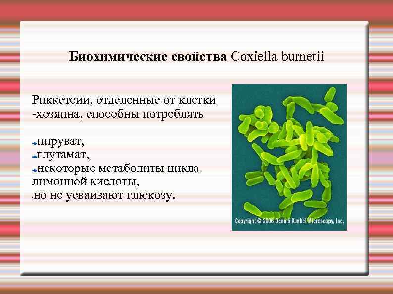 Биохимические свойства Сoxiella burnetii Риккетсии, отделенные от клетки -хозяина, способны потреблять пируват, глутамат, некоторые