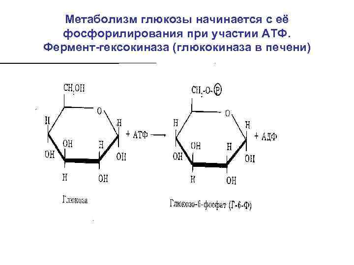 Метаболизм глюкозы начинается с её фосфорилирования при участии АТФ. Фермент-гексокиназа (глюкокиназа в печени) 