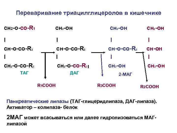 Переваривание триацилглицеролов в кишечнике сн 2 -о-со-R 1 сн 2 -он I cн-о-со-R 2
