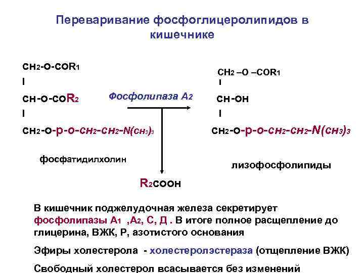 Переваривание фосфоглицеролипидов в кишечнике сн 2 -о-со. R 1 CН 2 –О –СОR 11
